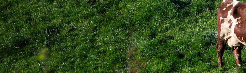 « Vi kan ikkje forventa at bøndene våre skal bera ei økonomisk byrde på eigne skuldrer for å brødfø den norske befolkninga», skriv Kvinnherad SV.