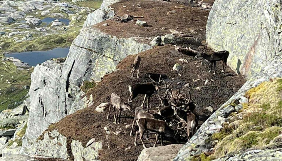 Fleire døde reinsdyr vart funne på og ved Kvanndalseggene i byrjinga av august.