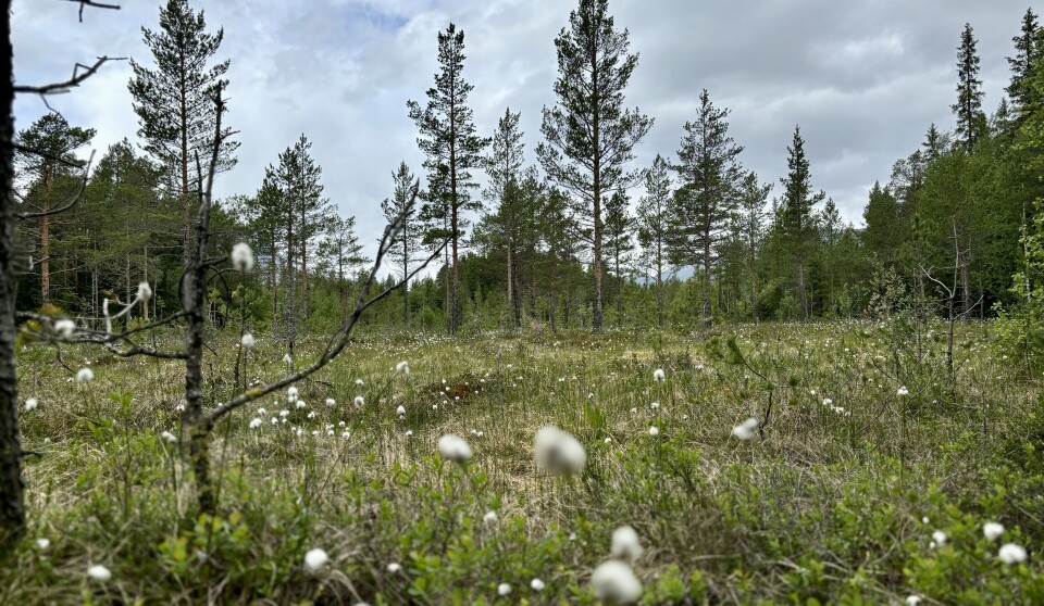 Åtvarar om byggjeforbod på myr
