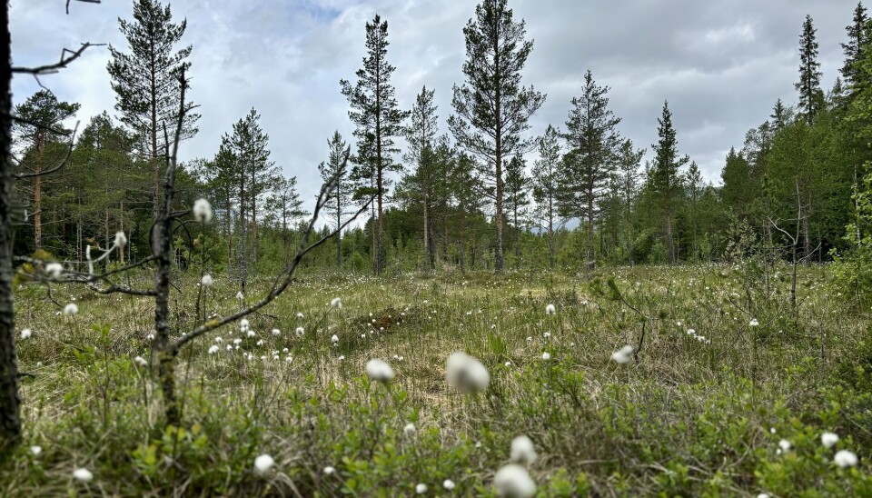 Ni prosent av Noregs landareal er myr. Myrene lagrar karbon, er levestad for mange artar og bidreg til flaumdemping.