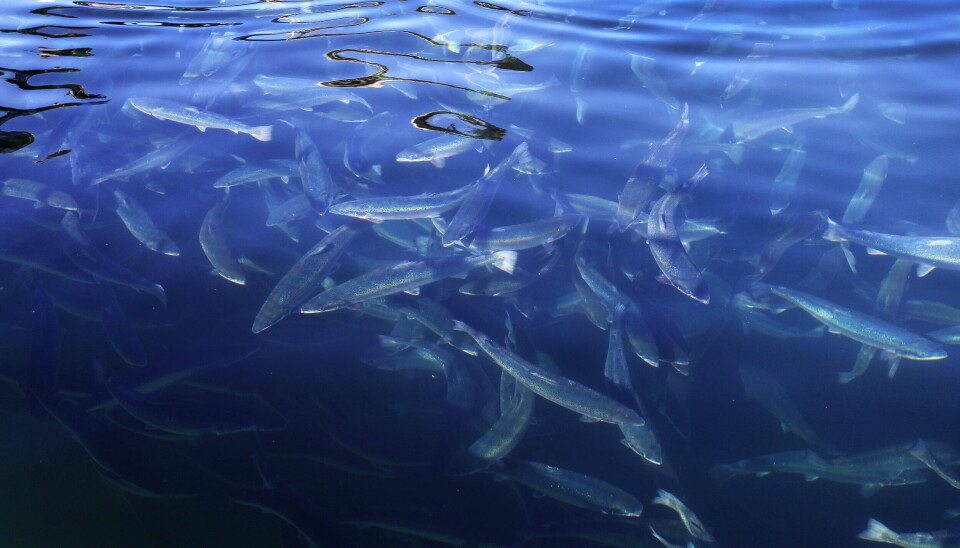 Regjeringa vil innføre strengare bøter for laksedød